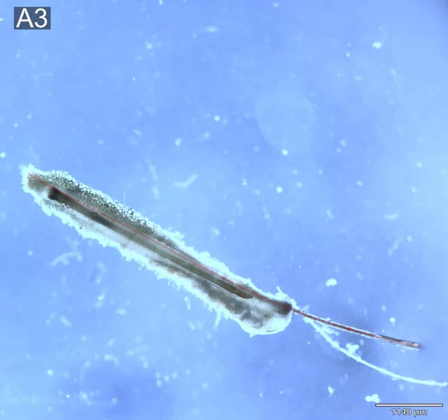 C-3