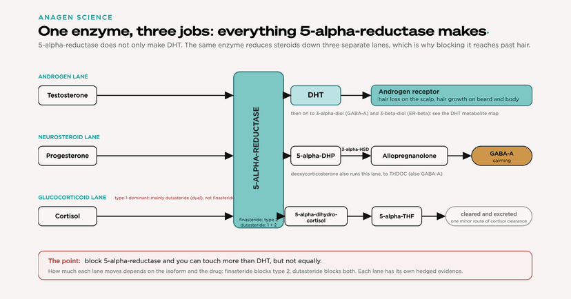 One enzyme, three jobs: 5-alpha-reductase runs the androgen, neurosteroid, and cortisol lanes