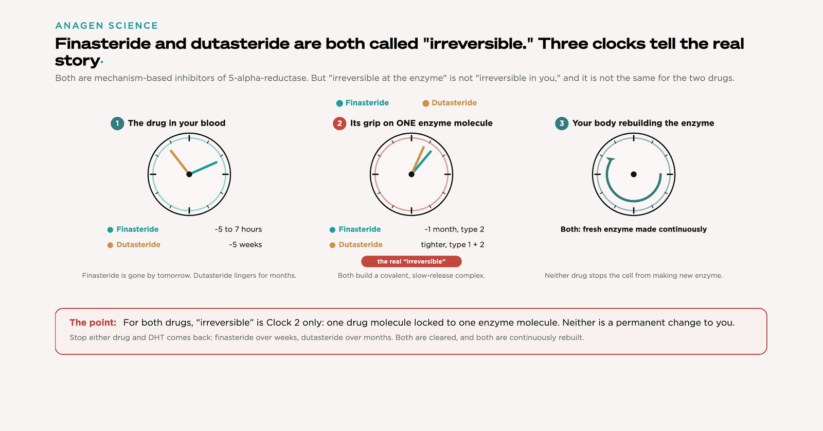 Three clocks for finasteride and dutasteride: the drug in your blood, its grip on one enzyme molecule, and your body rebuilding the enzyme