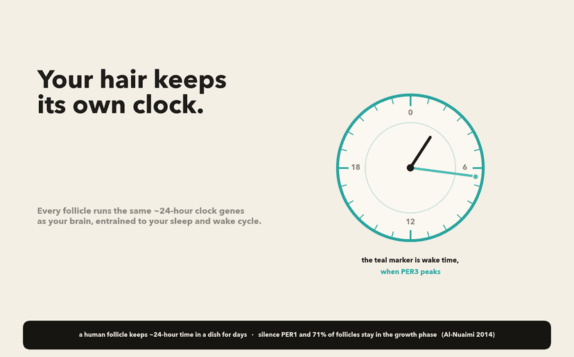 Every hair follicle keeps its own 24-hour clock