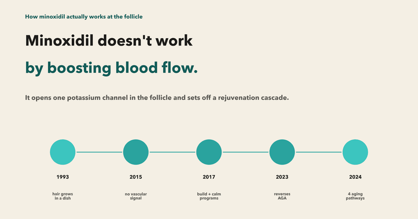 How minoxidil actually works: a potassium channel and a rejuvenation cascade, not blood flow