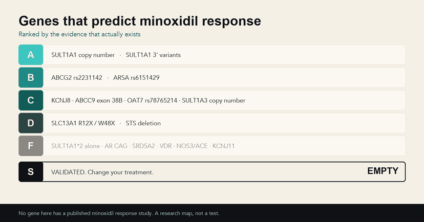 Minoxidil response genes ranked A to F, with the validated S tier empty