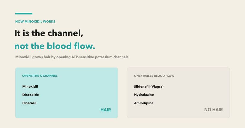 How minoxidil works: it opens ATP-sensitive potassium channels, not by increasing blood flow
