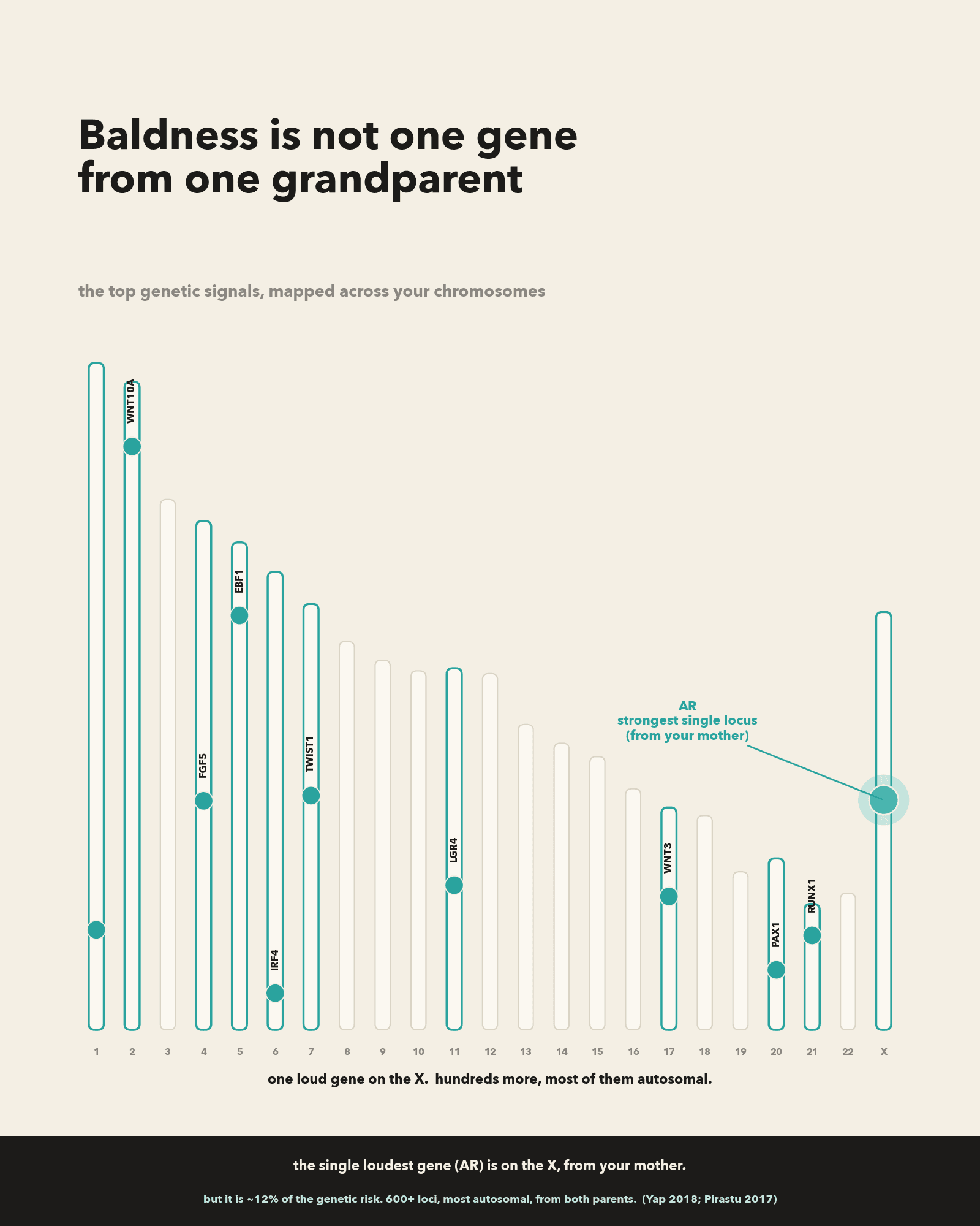 The top male pattern baldness genes mapped across the chromosomes, with AR glowing on the X chromosome and the autosomal genes lit across the genome