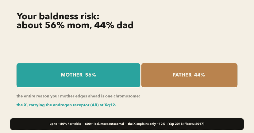 How much of male pattern baldness comes from each parent