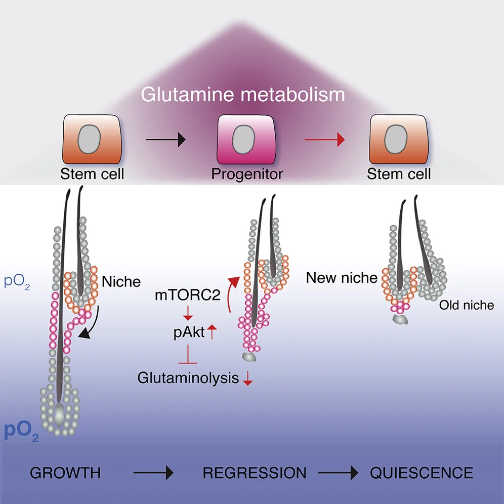 Cell fate progression and reversibility of hair follicle stem cells along the glycolysis-to-OXPHOS axis