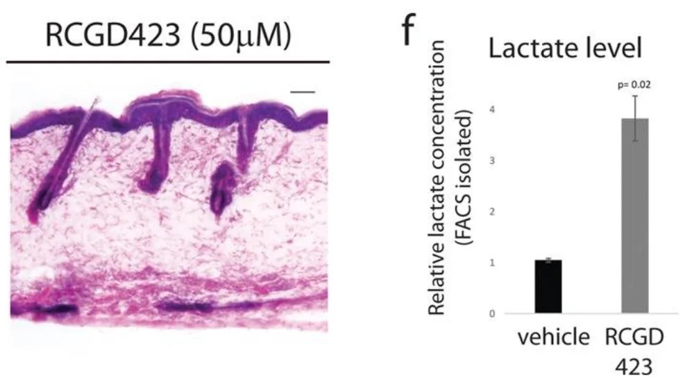 Lactate induction in hair follicles via STAT3 activation using RCGD423
