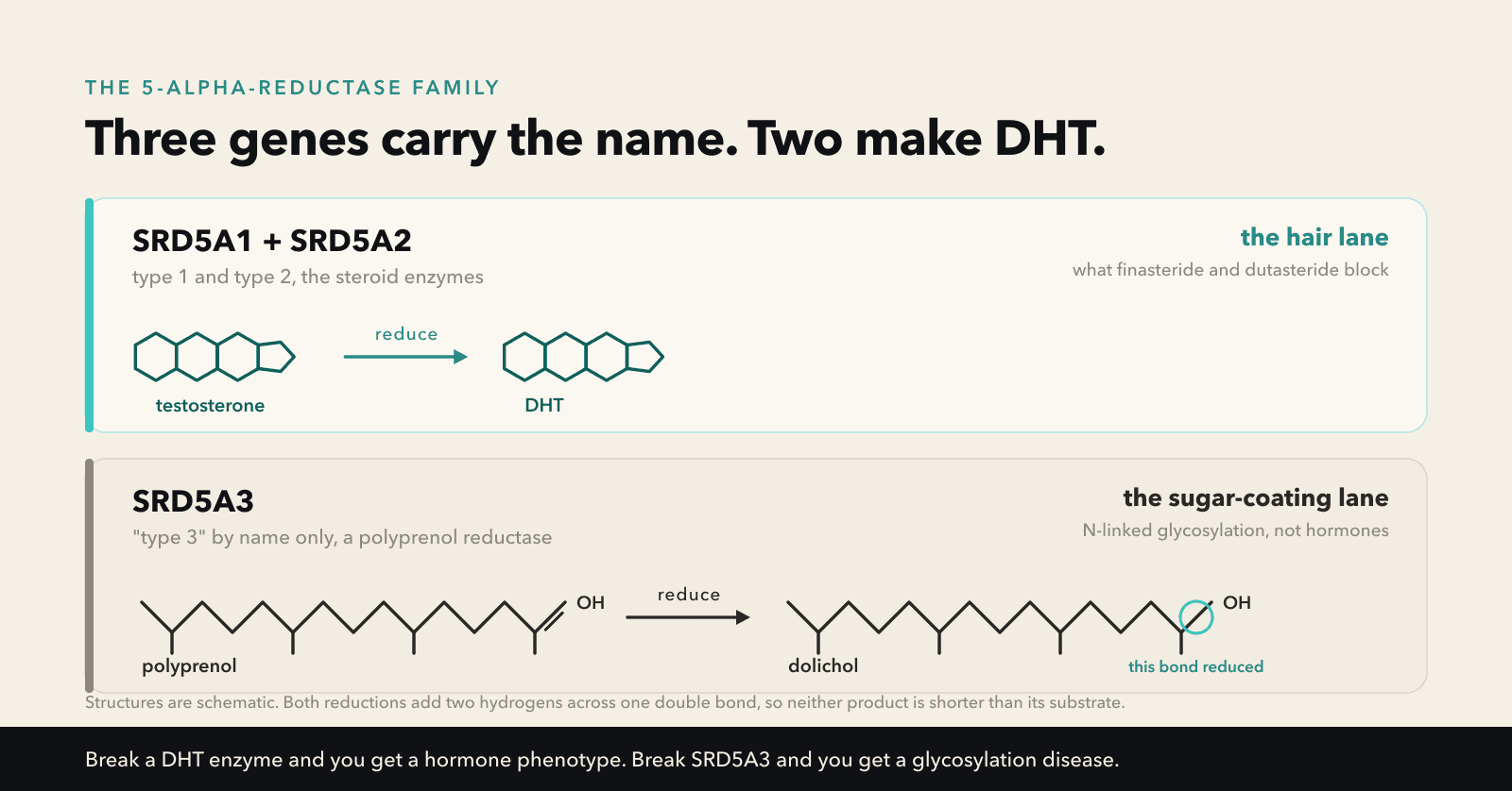 Three genes carry the 5-alpha-reductase name, but only SRD5A1 and SRD5A2 make DHT while SRD5A3 reduces polyprenol to dolichol