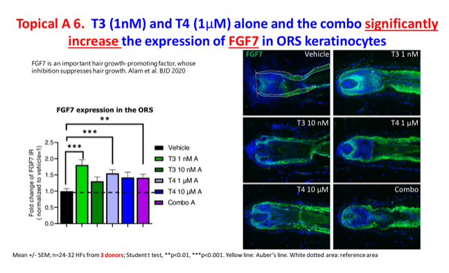 Topical T3 (1 nM) and T4 (1 µM) alone and the combination significantly increase FGF7 expression in outer-root-sheath keratinocytes. Bar chart of fold-change of FGF7 immunoreactivity normalized to vehicle, with vehicle ~1.0, T3 1 nM ~1.8, T3 10 nM ~1.3, T4 1 µM ~1.55, T4 10 µM ~1.4 and the combination ~1.4; significance markers from triple-asterisk to double-asterisk. Immunofluorescence micrographs of hair follicles for vehicle, T3 1 nM, T3 10 nM, T4 1 µM, T4 10 µM and the combination show FGF7 in green.